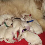 Foto van Monique met; Rambo, Kyra, Zoey en Roos! <3