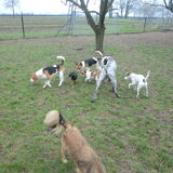 Gezellige boel bij elkaar. Bruno, Ford, Teuntje, Senna, Baldr, Willem…