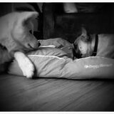 Puppy love , Hummer & Ice