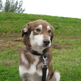 Kleintje, Kruising Husky (Herkomst: Turkije)