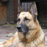 Nemo, Duitse herder (Herkomst: Nederland)