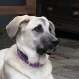 Lila, Mastin Espagnol (Herkomst: Spanje)