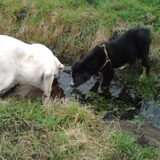 Samen met Bobby (mijn allerbeste puppy vriendje) lekker drinken uit de…