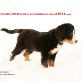 kerstkaart 2011