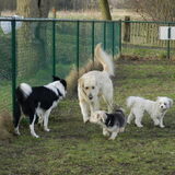 Lucca, Rob, Taiko en Dempsey op de hondenweide