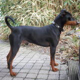 Foto van Marleen , Blacky & Justy