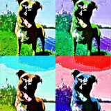 Foto van Daphny & Dust