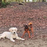 Skip met vriendinnetje Ziva