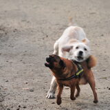 Skip met vriendinnetje Ziva