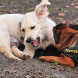 Skip met vriendinnetje Ziva