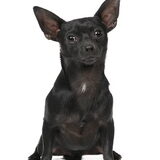 Luna haar vader een chihuahua
