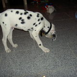 kibo als een iets oudere pup