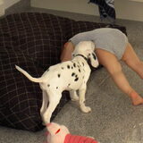 kibo als puppy
