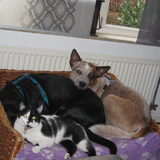 butch missy en onze poes lekker in de mand