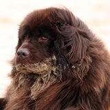 Foto van Inge, Rottweiler Nika & m'n Canadeesje(s)