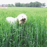 Foto van Dewi & de doodles