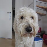 Foto van Dewi & de doodles
