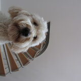 Foto van Dewi & de doodles