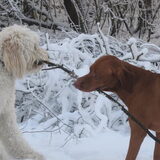 Foto van Dewi & de doodles