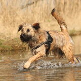 Foto van team Shadow