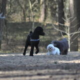 Foto van Mirjam en Curly Koda