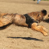 Foto van team Shadow