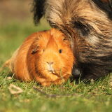 Foto van team Shadow