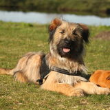 Foto van team Shadow