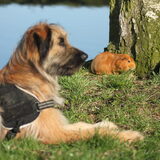 Foto van team Shadow