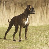 Foto van Annelies ~ Rasha † , Amigo & Akita