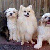 Zazou, Sammy, Cloudy en Deva
