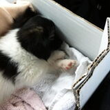 Cody opweg naar zijn nieuwe huisje, lekker slapen in de auto