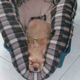 Tibo, 2 maandjes
