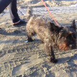 Zoë op het strand