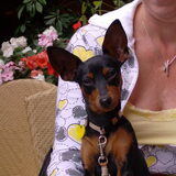 Ik ben Inno; een lieve, nieuwsgierige dwergpinscher