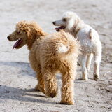 Foto van Karin & Levi