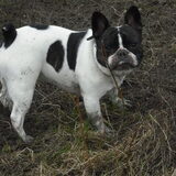 Foto van **The more I know about people, the more I love dogs**