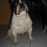 Foto van **The more I know about people, the more I love dogs**
