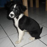 Foto van **The more I know about people, the more I love dogs**