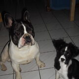 Foto van **The more I know about people, the more I love dogs**