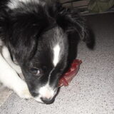 Foto van **The more I know about people, the more I love dogs**