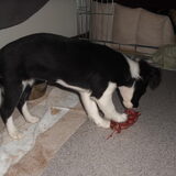 Foto van **The more I know about people, the more I love dogs**