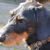 Foto van Pepijn & Otis