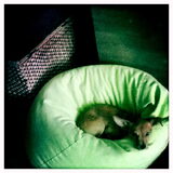 Ik ben Mila, een pinscher-chihuahua mix, geboren 22-8-11. Heb veel…