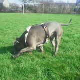 Foto van DIESEL