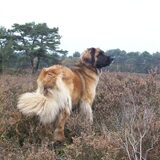 Foto van Silleke Petilleke