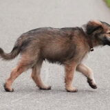 Foto van team Shadow