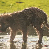 Foto van team Shadow