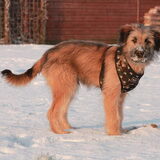 Foto van team Shadow