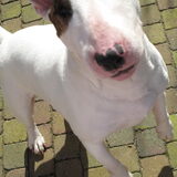 Foto van Hannah & Bink† en Beertje